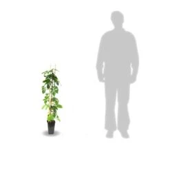 Vigne Vierge Quinquefolia Red Wall® 'troki'/pot De 3l - Echelle Bambou 60/120 Cm -Emerald Soldes 63f4d6611db854.28484356