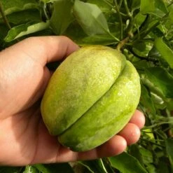 Arauja Sericofera Rosea/pot De 1,5l - Tuteur Bambou 30/60 Cm -Emerald Soldes 63f4d74f476575.30418710