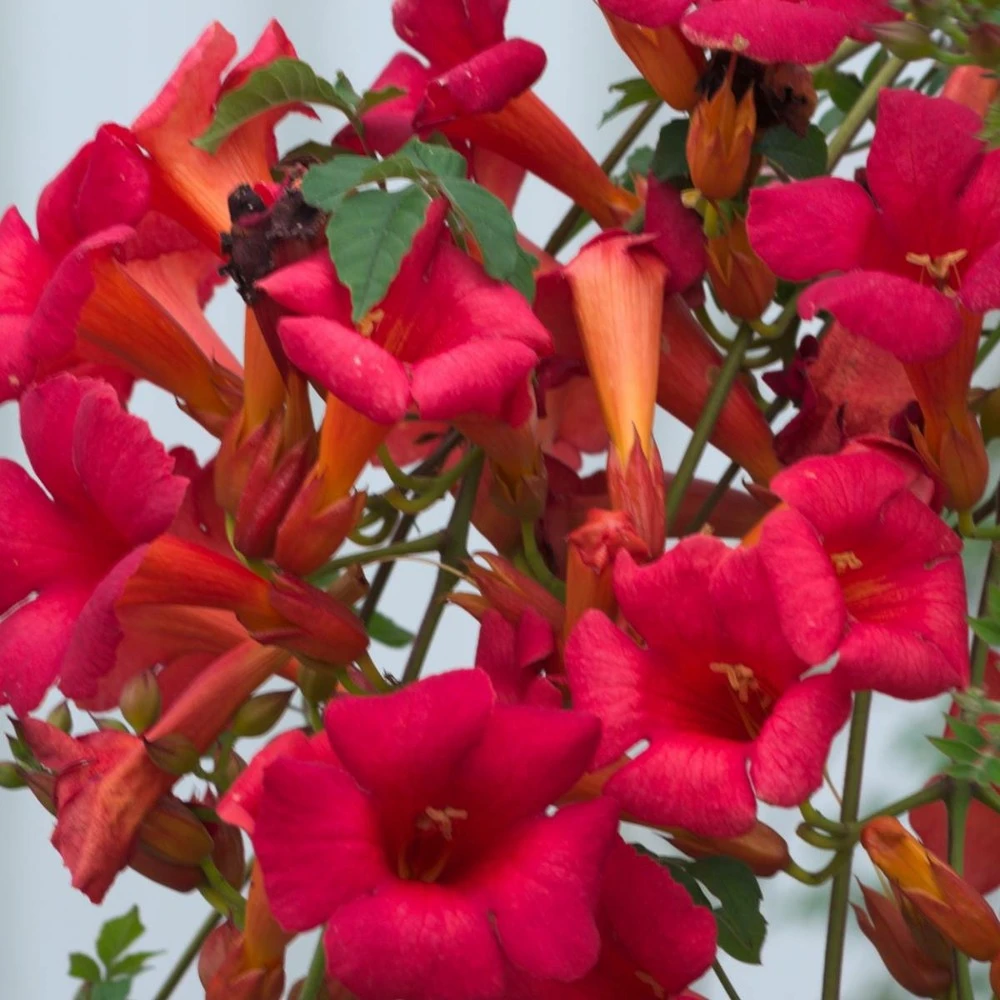 Bignone X Tagliabuana Grenadine 'rutcam'/pot De 1,5l - Tuteur Bambou 30/60 Cm 2 Bignone X Tagliabuana Grenadine 'rutcam'/pot De 1,5l - Tuteur Bambou 30/60 Cm – Image 2