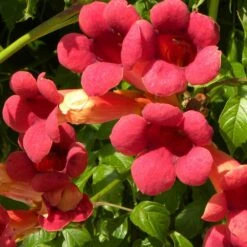 Bignone X Tagliabuana Grenadine 'rutcam'/pot De 1,5l - Tuteur Bambou 30/60 Cm 9 Bignone X Tagliabuana Grenadine 'rutcam'/pot De 1,5l - Tuteur Bambou 30/60 Cm -Emerald Soldes 63f4d7d0a45c82.39022646