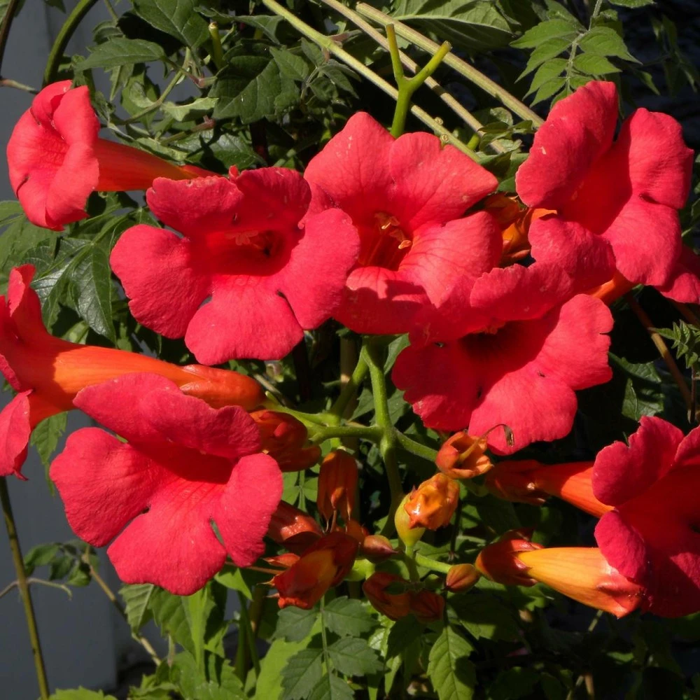 Bignone X Tagliabuana Grenadine 'rutcam'/pot De 1,5l - Tuteur Bambou 30/60 Cm 1 Bignone X Tagliabuana Grenadine 'rutcam'/pot De 1,5l - Tuteur Bambou 30/60 Cm