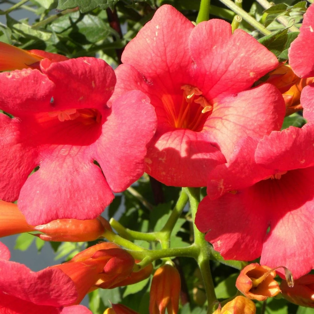 Bignone X Tagliabuana Grenadine 'rutcam'/pot De 1,5l - Tuteur Bambou 30/60 Cm 5 Bignone X Tagliabuana Grenadine 'rutcam'/pot De 1,5l - Tuteur Bambou 30/60 Cm – Image 5