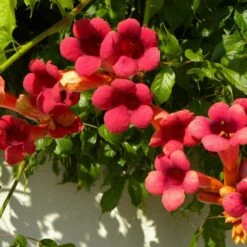 Bignone X Tagliabuana Grenadine 'rutcam'/pot De 1,5l - Tuteur Bambou 30/60 Cm 10 Bignone X Tagliabuana Grenadine 'rutcam'/pot De 1,5l - Tuteur Bambou 30/60 Cm -Emerald Soldes 63f4d7d0af6e21.29686340