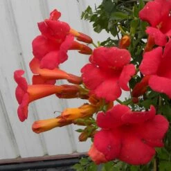 Bignone X Tagliabuana Grenadine 'rutcam'/pot De 1,5l - Tuteur Bambou 30/60 Cm 12 Bignone X Tagliabuana Grenadine 'rutcam'/pot De 1,5l - Tuteur Bambou 30/60 Cm -Emerald Soldes 63f4d7d0b66d96.15094678