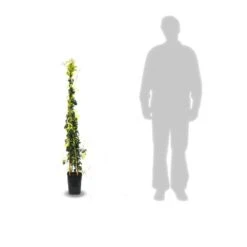 Bignone Capreolata Tangerine Beauty/pot De 1,5l - Tuteur Bambou 30/60 Cm -Emerald Soldes 63f4d7d68f4224.31305278