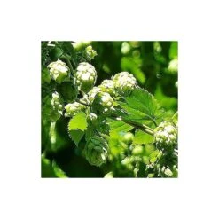 Houblon Doré Aureus/pot De 1,5l - 10/20 Cm 8 Houblon Doré Aureus/pot De 1,5l - 10/20 Cm -Emerald Soldes 63f4d7d9321459.56238325