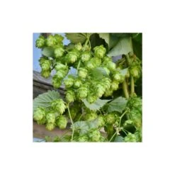 Houblon Doré Aureus/pot De 1,5l - 10/20 Cm 10 Houblon Doré Aureus/pot De 1,5l - 10/20 Cm -Emerald Soldes 63f4d7d93d73e1.38988040