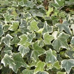 Lierre Des Bois Helix Glacier/pot De 7,5l - 100/150 Cm