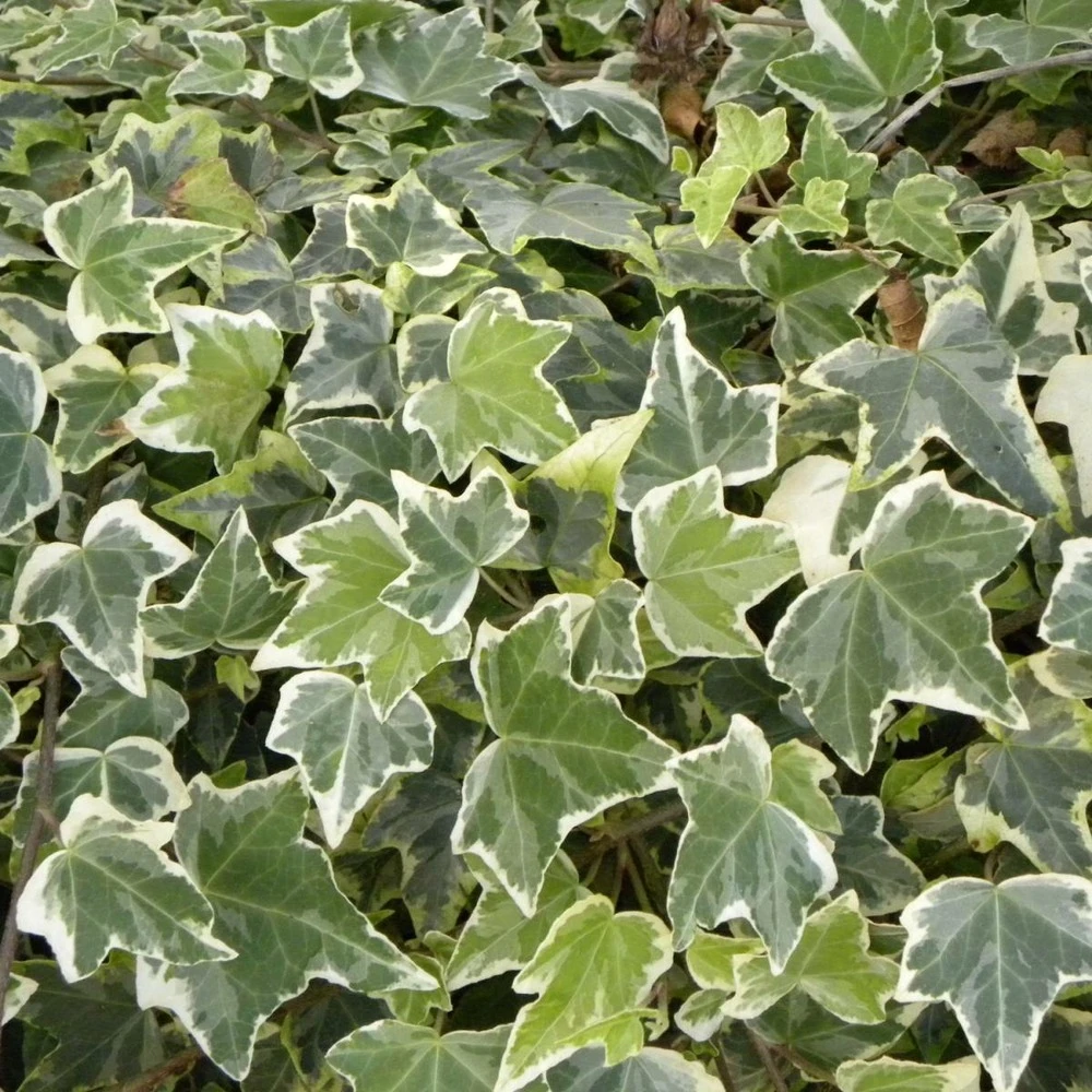 Lierre Des Bois Helix Glacier/pot De 7,5l - 100/150 Cm 1 Lierre Des Bois Helix Glacier/pot De 7,5l - 100/150 Cm