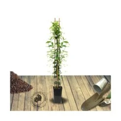 Jasmin étoilé Jasminoïdes Variegata/pot De 10l - 200/300 Cm Sur Ficelle -Emerald Soldes 63f4d7e1963085.15874906