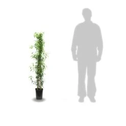 Jasmin étoilé Jasminoïdes Variegata/pot De 10l - 200/300 Cm Sur Ficelle -Emerald Soldes 63f4d7e1994e84.74776720