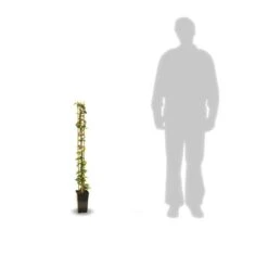 Jasmin étoilé Jasminoïdes Variegata/pot De 10l - 200/300 Cm Sur Ficelle -Emerald Soldes 63f4d7e19c0094.13757028