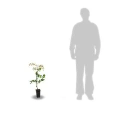 Glycine De Chine Sinensis/pot De 2l - 60 Cm -Emerald Soldes 63f4d7e58ff340.86883666