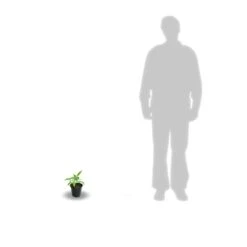 Clématite Mrs N. Thompson/pot De 3l - Echelle Bambou 60/120 Cm -Emerald Soldes 63f4d7f1f01885.89141614