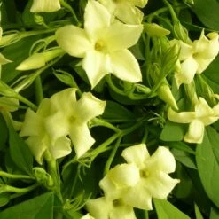 Jasmin Blanc Officinalis Clotted Cream® 'devon Cream'/pot De 1,8l