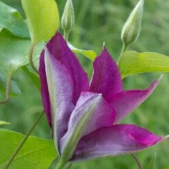 Clématite Picardy™ 'evipo024'/pot De 1,5l - Tuteur Bambou 30/60 Cm 9 Clématite Picardy™ 'evipo024'/pot De 1,5l - Tuteur Bambou 30/60 Cm -Emerald Soldes 63f4d7f9217e01.06139563