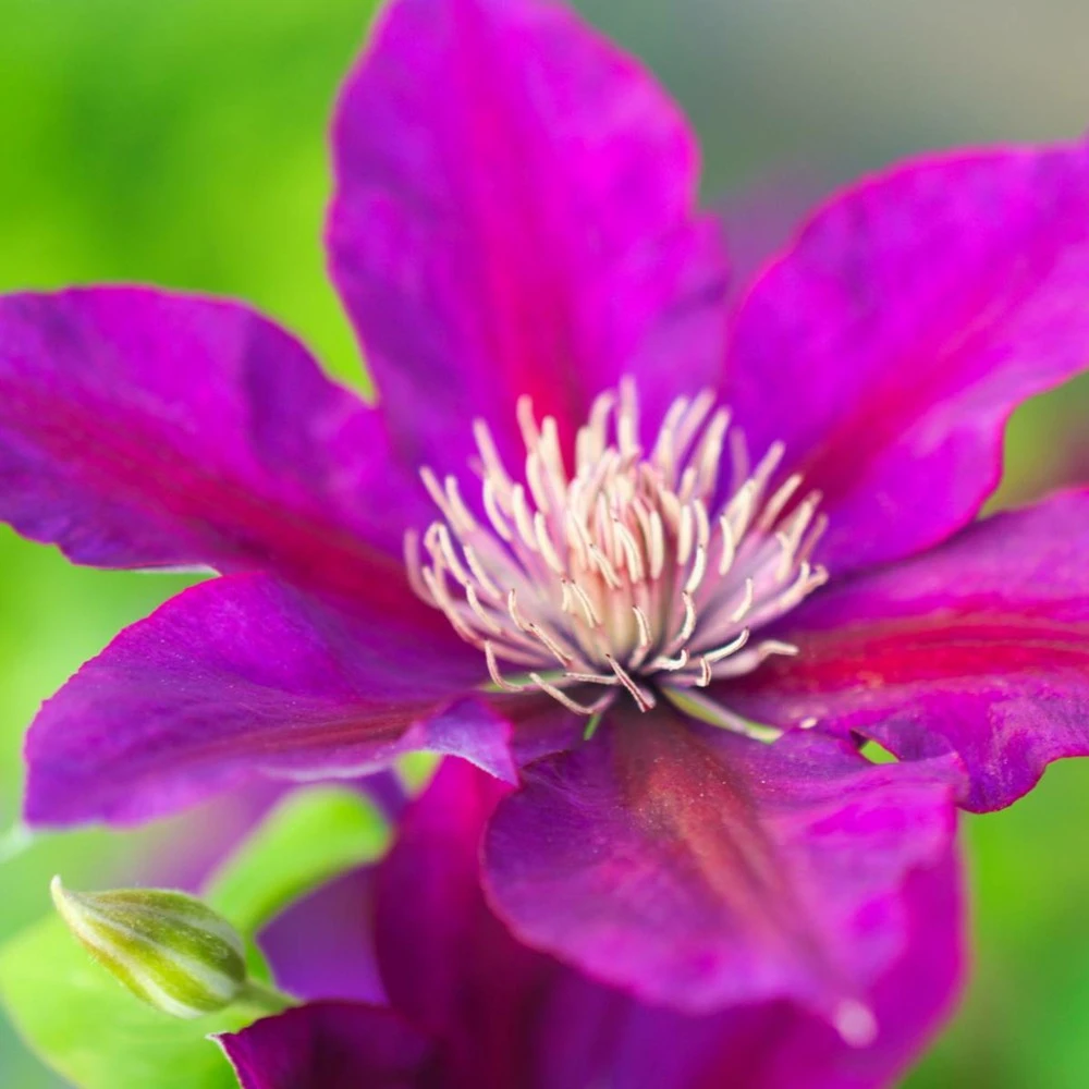 Clématite Picardy™ 'evipo024'/pot De 1,5l - Tuteur Bambou 30/60 Cm 4 Clématite Picardy™ 'evipo024'/pot De 1,5l - Tuteur Bambou 30/60 Cm – Image 4