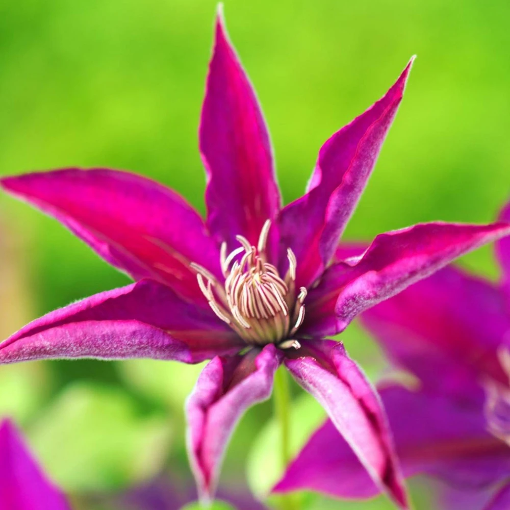 Clématite Picardy™ 'evipo024'/pot De 1,5l - Tuteur Bambou 30/60 Cm 5 Clématite Picardy™ 'evipo024'/pot De 1,5l - Tuteur Bambou 30/60 Cm – Image 5