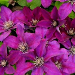 Clématite Picardy™ 'evipo024'/pot De 1,5l - Tuteur Bambou 30/60 Cm 12 Clématite Picardy™ 'evipo024'/pot De 1,5l - Tuteur Bambou 30/60 Cm -Emerald Soldes 63f4d7f9319c40.46305442