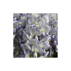 Glycine De Chine Sinensis/pot De 10l - 400/500 Cm Sur Ficelle 10 Glycine De Chine Sinensis/pot De 10l - 400/500 Cm Sur Ficelle -Emerald Soldes 63f4d7ff3694a1.83214454