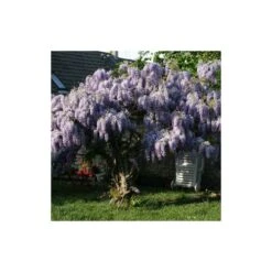 Glycine De Chine Sinensis/pot De 10l - 400/500 Cm Sur Ficelle 13 Glycine De Chine Sinensis/pot De 10l - 400/500 Cm Sur Ficelle -Emerald Soldes 63f4d7ff6ae844.08031931