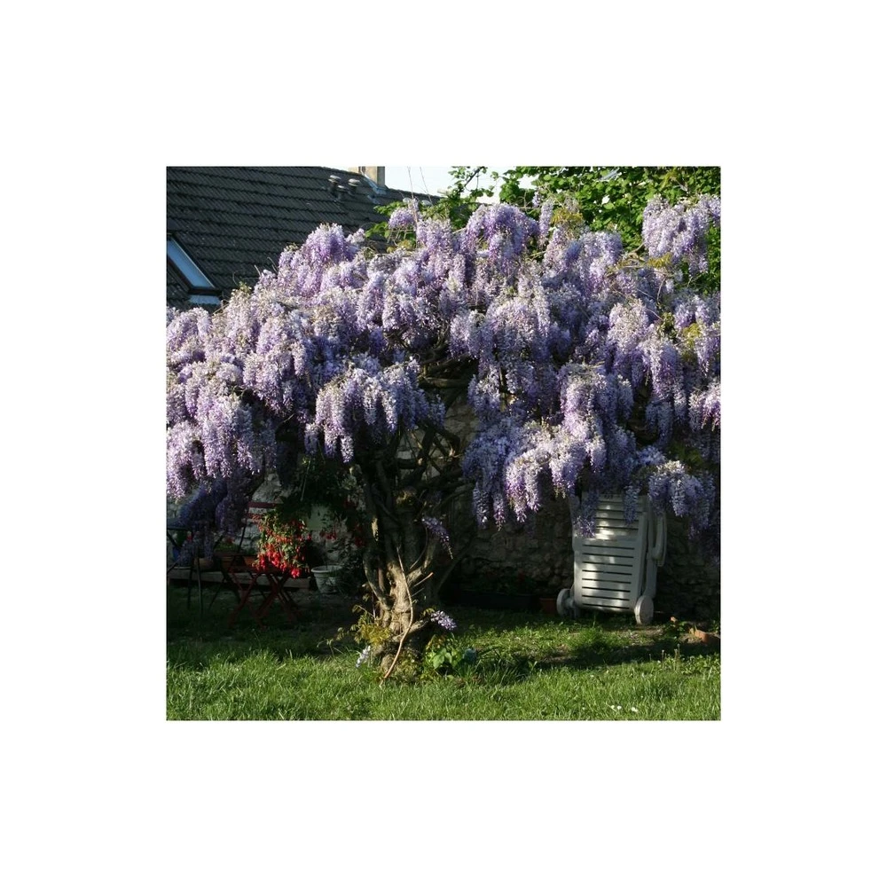 Glycine De Chine Sinensis/pot De 10l - 400/500 Cm Sur Ficelle 7 Glycine De Chine Sinensis/pot De 10l - 400/500 Cm Sur Ficelle – Image 7