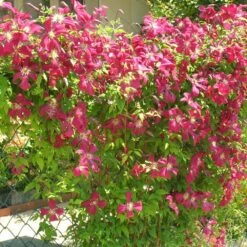 Clématite Viticella Mme Julia Correvon/pot De 13,6l - 150/200 -Emerald Soldes 63f4d814dd7407.42953702