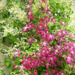 Clématite Viticella Mme Julia Correvon/pot De 13,6l - 150/200 -Emerald Soldes 63f4d814e49f27.22983527