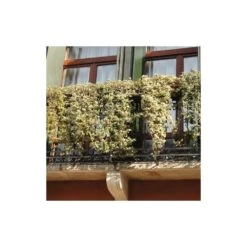 Lierre Des Bois Helix Elegantissima/godet - 5/20 Cm -Emerald Soldes 63f4d81c4a1705.09285112