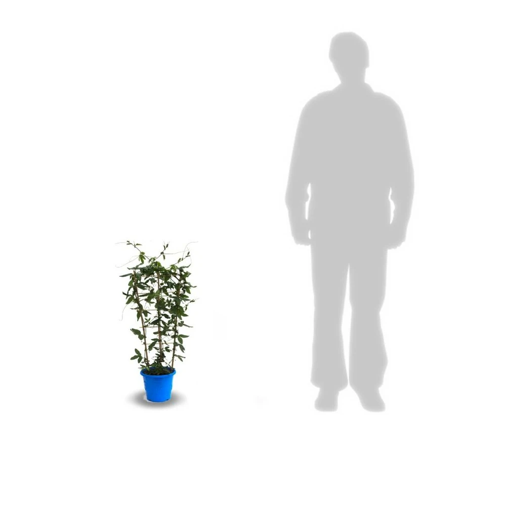 Passiflore Caerulea/pot De 10l - 300/400 Cm Sur Ficelle 7 Passiflore Caerulea/pot De 10l - 300/400 Cm Sur Ficelle – Image 7