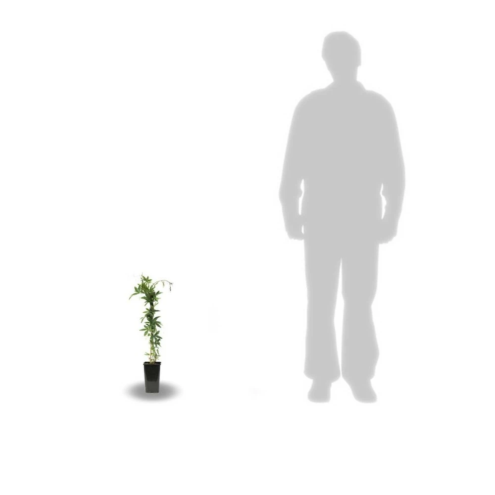 Passiflore Caerulea/pot De 10l - 300/400 Cm Sur Ficelle 5 Passiflore Caerulea/pot De 10l - 300/400 Cm Sur Ficelle – Image 5