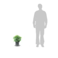 Cèdre Du Japon Japonica Elegans Viridis/pot De 3l - 20/40 Cm -Emerald Soldes 63f4ef5c4d2c42.50957756