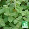Menthe De Gattefossé Bio/lot De 5 Godets