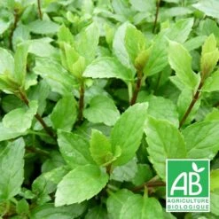 Menthe Suisse Bio/lot De 3 Godets