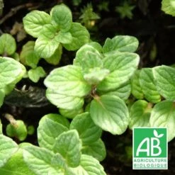 Menthe Grise Bio/lot De 3 Godets