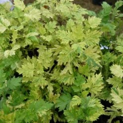 Armoise Commune Panachée Bio/lot De 3 Godets -Emerald Soldes 63f4f19f3d5a15.86502739