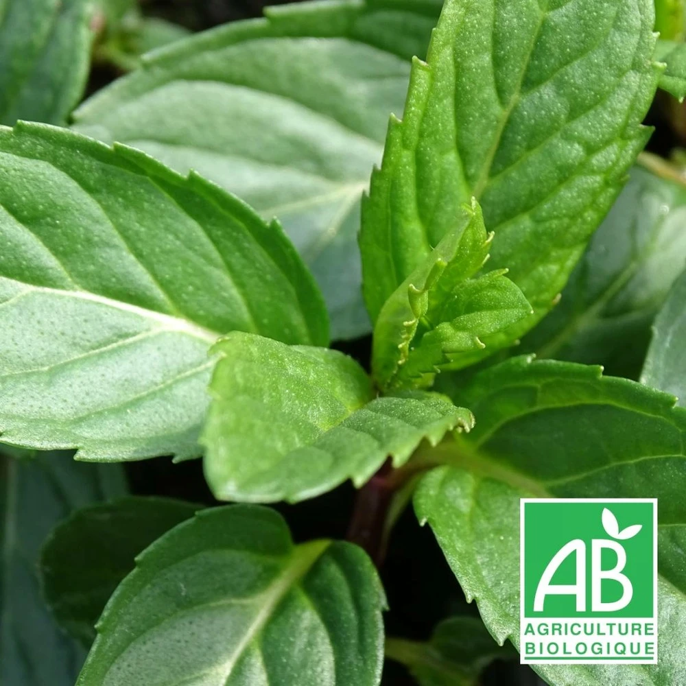 Menthe Poivrée Officinale Bio/lot De 9 Godets 1 Menthe Poivrée Officinale Bio/lot De 9 Godets