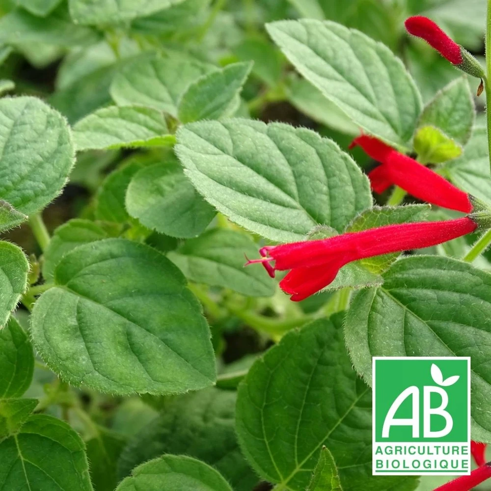 Sauge Orange Bio/lot De 5 Godets 1 Sauge Orange Bio/lot De 5 Godets