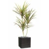 Dracaena Artificiel 3 Troncs En Pot H 190 Cm Vert-rose - Choisissez Votre Hauteu