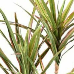 Dracaena Artificiel 3 Troncs En Pot H 190 Cm Vert-rose - Choisissez Votre Hauteu -Emerald Soldes 63f6080eed8fa5.04248027