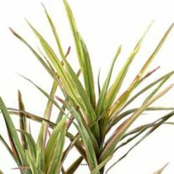 Dracaena Artificiel 3 Troncs En Pot H 140 Cm Vert-rose - Choisissez Votre Hauteu -Emerald Soldes 63f60813341f08.51363090