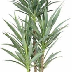 Yucca Artificiel Multitroncs En Pot H 150 Cm Feuillage Plastique 5 Yucca Artificiel Multitroncs En Pot H 150 Cm Feuillage Plastique -Emerald Soldes 63f6081fa7ec67.28473252