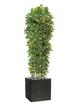 Schefflera Artificiel En Colonne En Pot H 195 Cm Vert-jaune -Emerald Soldes 63f608216a0e34.06117186