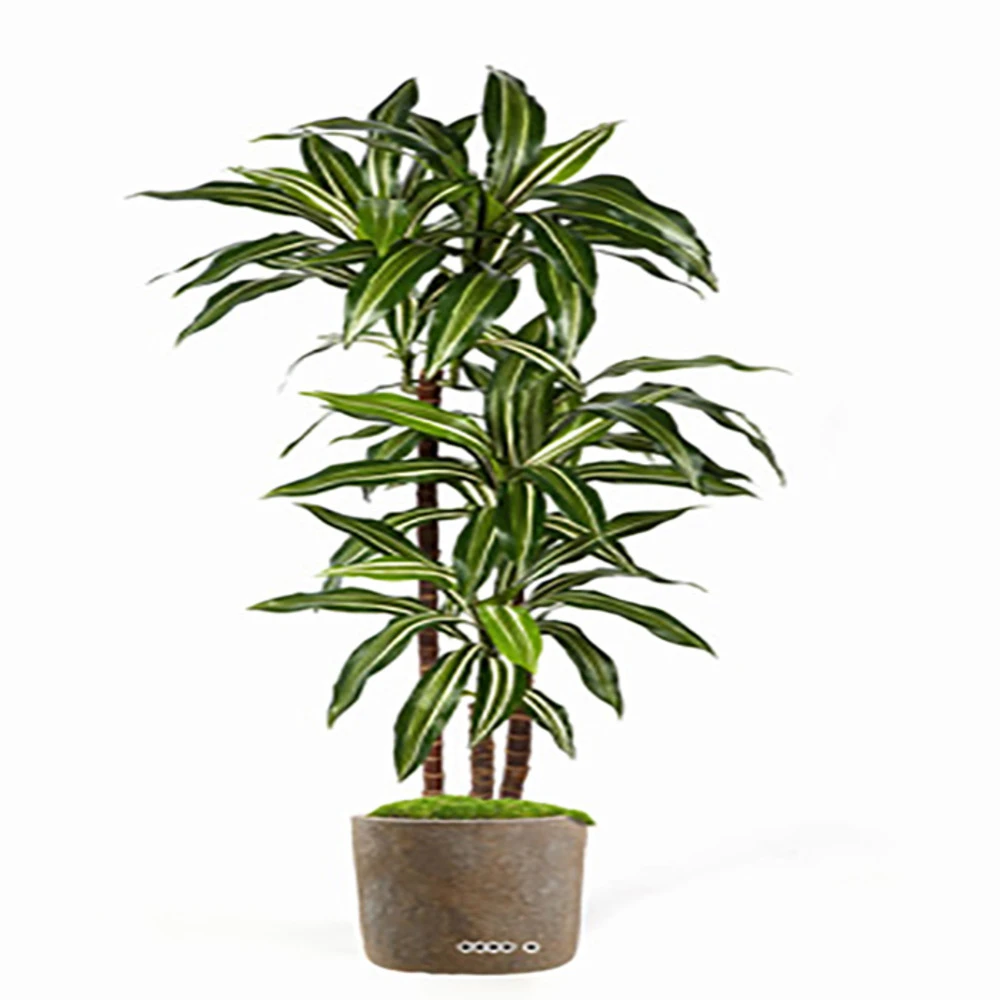 Dracaena Artificiel Fragrans 3 Troncs En Pot H 150 Cm Blanc-vert D 70 Cm - Chois 1 Dracaena Artificiel Fragrans 3 Troncs En Pot H 150 Cm Blanc-vert D 70 Cm - Chois