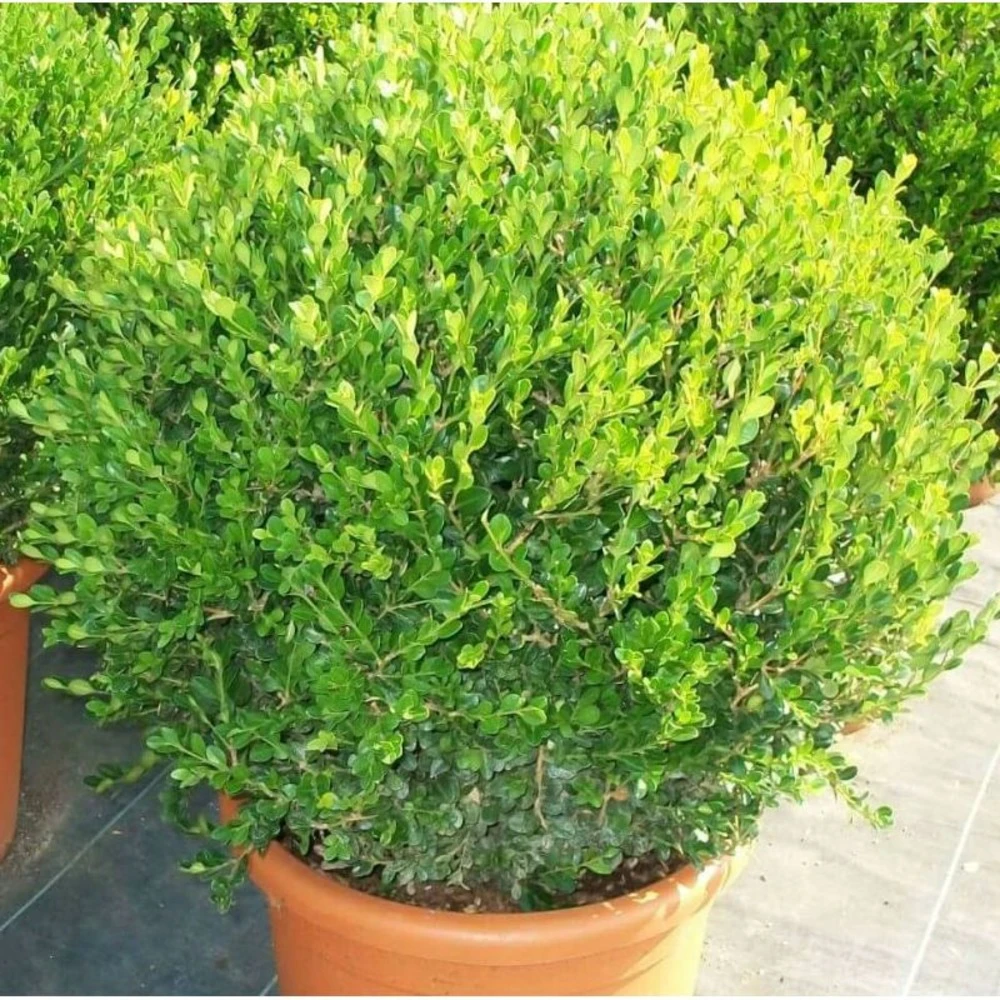 Buxus Microphylla 'faulkner' (buis Commun ) - Taille Pot De 2 Litres ? 20/30 Cm 1 Buxus Microphylla 'faulkner' (buis Commun ) - Taille Pot De 2 Litres ? 20/30 Cm