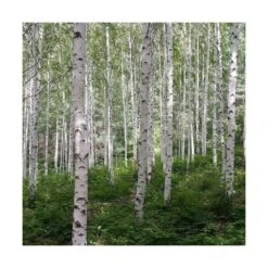 Bouleau Utilis Doorenbos/pot De 10l - 175/200 Cm -Emerald Soldes 63fdf44b2f8ad8.14824164