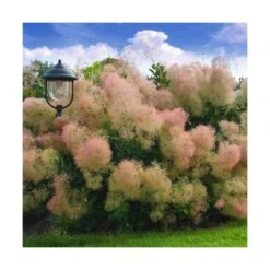 Arbre à Perruque Coggygria Young Lady/pot De 4l - 60/120 Cm -Emerald Soldes 63fdf44cdb46d9.81468895