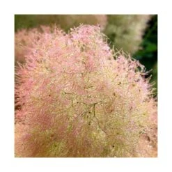 Arbre à Perruque Coggygria Young Lady/pot De 4l - 60/120 Cm -Emerald Soldes 63fdf44cdfcca8.08856198