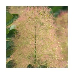 Arbre à Perruque Coggygria Young Lady/pot De 4l - 60/120 Cm -Emerald Soldes 63fdf44ce79c90.42812212