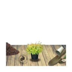 Abélie à Grandes Fleurs Kaleidoscope®/pot De 4l - 40/60 Cm 11 Abélie à Grandes Fleurs Kaleidoscope®/pot De 4l - 40/60 Cm -Emerald Soldes 63fdf45371a337.71584706